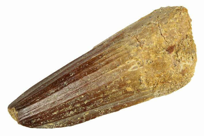 Fossil Spinosaurus Tooth - Real Dinosaur Tooth #257473